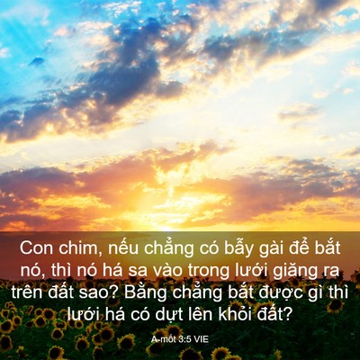 Picture 03 - A-mốt 3:5 VIE - Con chim, nếu chẳng có bẫy gài để - Bible Verse Picture