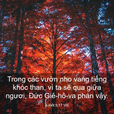 Picture 03 - A-mốt 5:17 VIE - Trong các vườn nho vang tiếng khóc than, - Bible Verse Picture