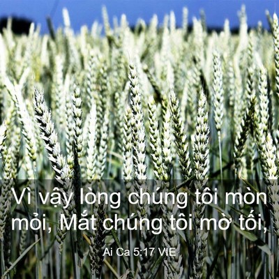 Picture 03 - Ai Ca 5:17 VIE - Vì vậy lòng chúng tôi mòn mỏi, Mắt - Bible Verse Picture