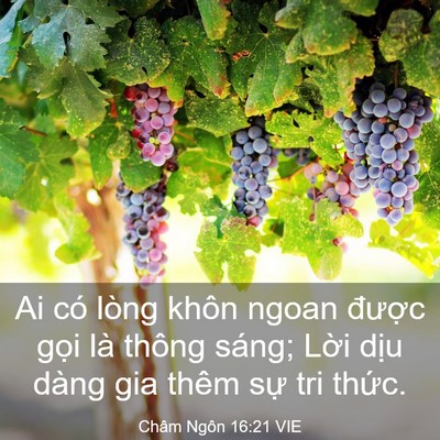 Picture 03 - Châm Ngôn 16:21 VIE - Ai có lòng khôn ngoan được gọi là - Bible Verse Picture