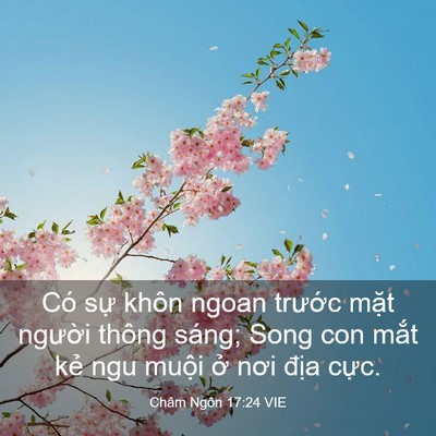 Picture 03 - Châm Ngôn 17:24 VIE - Có sự khôn ngoan trước mặt người - Bible Verse Picture