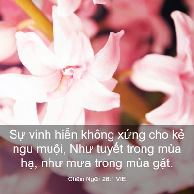 Picture 03 - Châm Ngôn 26:1 VIE - Sự vinh hiển không xứng cho kẻ ngu - Bible Verse Picture