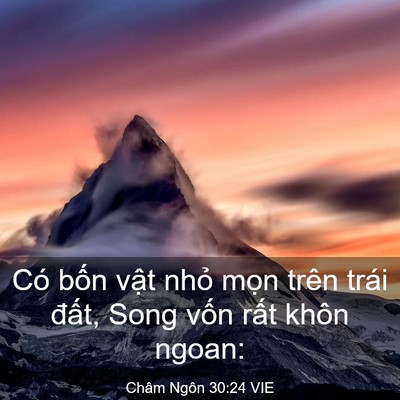 Picture 03 - Châm Ngôn 30:24 VIE - Có bốn vật nhỏ mọn trên trái đất, - Bible Verse Picture