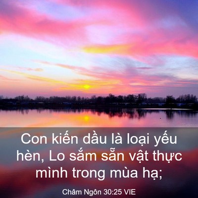 Picture 03 - Châm Ngôn 30:25 VIE - Con kiến dầu là loại yếu hèn, Lo sắm - Bible Verse Picture