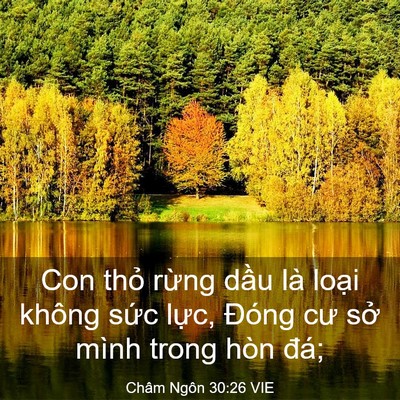 Picture 03 - Châm Ngôn 30:26 VIE - Con thỏ rừng dầu là loại không sức - Bible Verse Picture