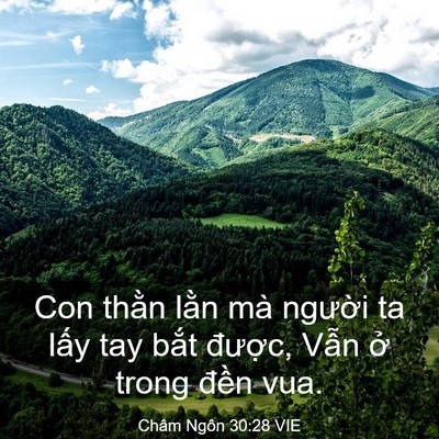 Picture 03 - Châm Ngôn 30:28 VIE - Con thằn lằn mà người ta lấy tay bắt - Bible Verse Picture
