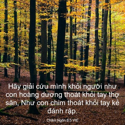 Picture 03 - Châm Ngôn 6:5 VIE - Hãy giải cứu mình khỏi người như con - Bible Verse Picture