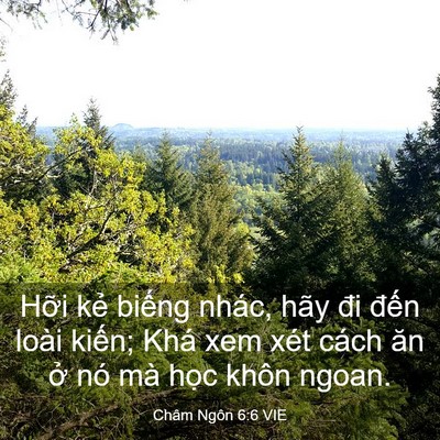 Picture 03 - Châm Ngôn 6:6 VIE - Hỡi kẻ biếng nhác, hãy đi đến loài - Bible Verse Picture
