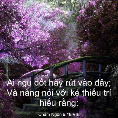 Picture 03 - Châm Ngôn 9:16 VIE - Ai ngu dốt hãy rút vào đây; Và nàng nói - Bible Verse Picture