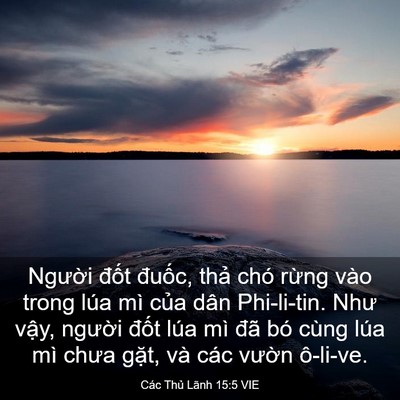 Picture 03 - Các Thủ Lãnh 15:5 VIE - Người đốt đuốc, thả chó rừng vào - Bible Verse Picture