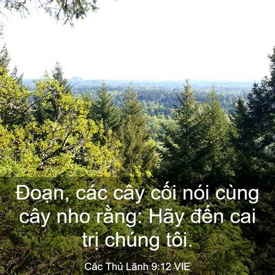 Picture 03 - Các Thủ Lãnh 9:12 VIE - Đoạn, các cây cối nói cùng cây nho - Bible Verse Picture