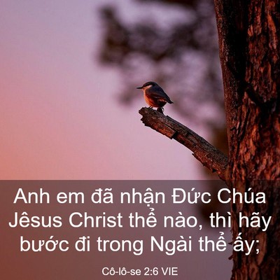 Picture 03 - Cô-lô-se 2:6 VIE - Anh em đã nhận Đức Chúa Jêsus Christ - Bible Verse Picture