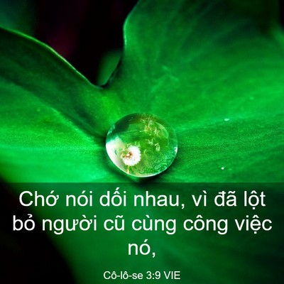 Picture 03 - Cô-lô-se 3:9 VIE - Chớ nói dối nhau, vì đã lột bỏ - Bible Verse Picture