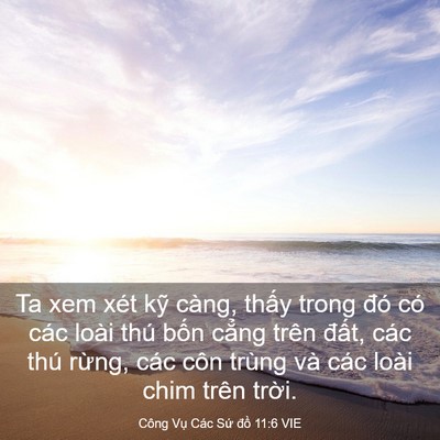 Picture 03 - Công Vụ Các Sứ đồ 11:6 VIE - Ta xem xét kỹ càng, thấy trong đó có - Bible Verse Picture