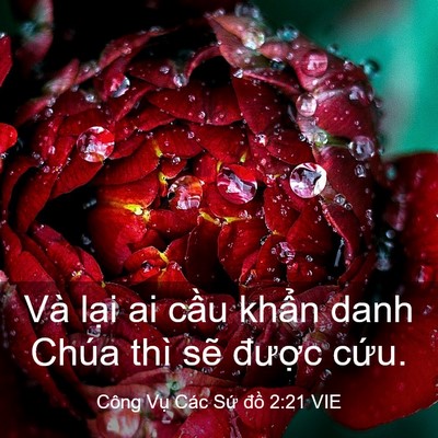 Picture 03 - Công Vụ Các Sứ đồ 2:21 VIE - Và lại ai cầu khẩn danh Chúa thì sẽ - Bible Verse Picture