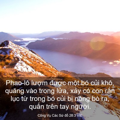 Picture 03 - Công Vụ Các Sứ đồ 28:3 VIE - Phao-lô lượm được một bó củi khô, - Bible Verse Picture