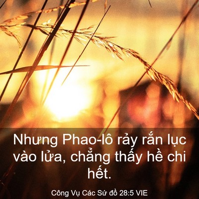 Picture 03 - Công Vụ Các Sứ đồ 28:5 VIE - Nhưng Phao-lô rảy rắn lục vào lửa, - Bible Verse Picture