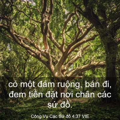 Picture 03 - Công Vụ Các Sứ đồ 4:37 VIE - có một đám ruộng, bán đi, đem tiền - Bible Verse Picture