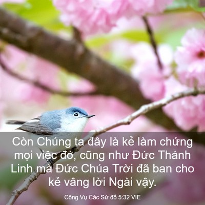 Picture 03 - Công Vụ Các Sứ đồ 5:32 VIE - Còn Chúng ta đây là kẻ làm chứng mọi - Bible Verse Picture
