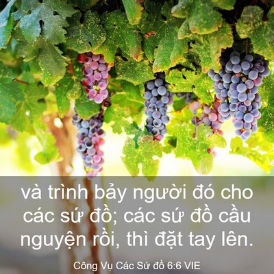 Picture 03 - Công Vụ Các Sứ đồ 6:6 VIE - và trình bảy người đó cho các sứ - Bible Verse Picture