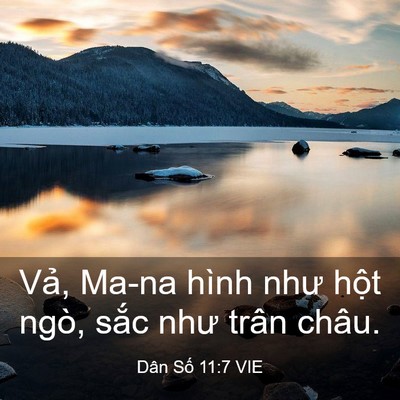 Picture 03 - Dân Số 11:7 VIE - Vả, Ma-na hình như hột ngò, sắc như - Bible Verse Picture