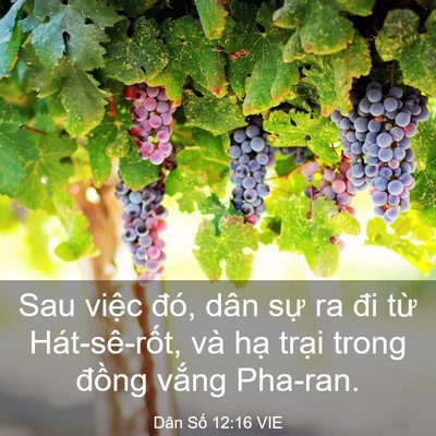 Picture 03 - Dân Số 12:16 VIE - Sau việc đó, dân sự ra đi từ - Bible Verse Picture