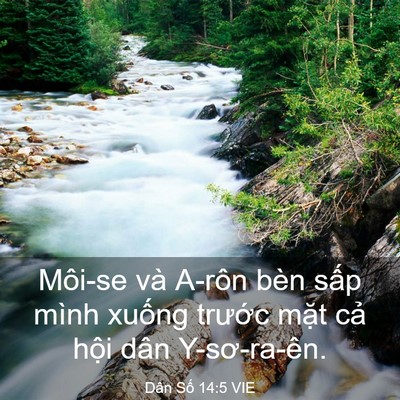 Picture 03 - Dân Số 14:5 VIE - Môi-se và A-rôn bèn sấp mình xuống - Bible Verse Picture