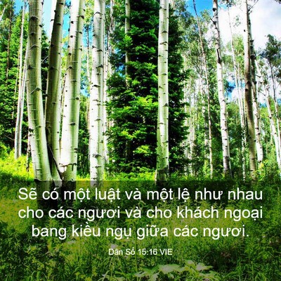 Picture 03 - Dân Số 15:16 VIE - Sẽ có một luật và một lệ như nhau - Bible Verse Picture