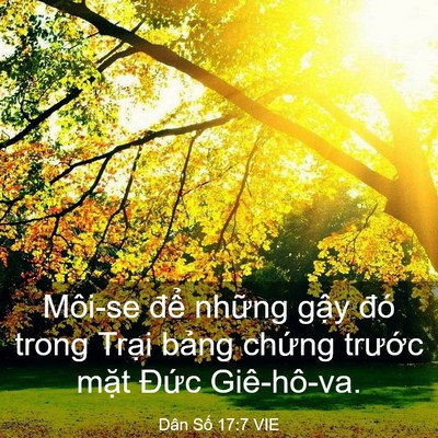 Picture 03 - Dân Số 17:7 VIE - Môi-se để những gậy đó trong Trại - Bible Verse Picture