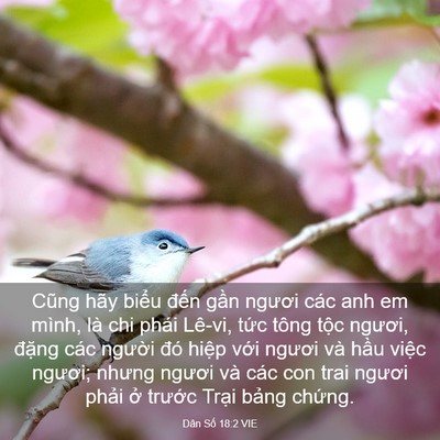 Picture 03 - Dân Số 18:2 VIE - Cũng hãy biểu đến gần ngươi các anh - Bible Verse Picture