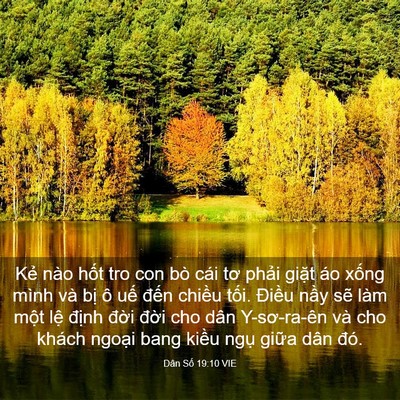 Picture 03 - Dân Số 19:10 VIE - Kẻ nào hốt tro con bò cái tơ phải - Bible Verse Picture
