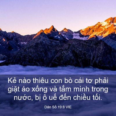 Picture 03 - Dân Số 19:8 VIE - Kẻ nào thiêu con bò cái tơ phải giặt - Bible Verse Picture