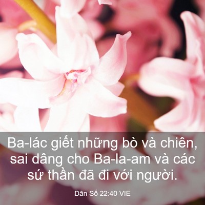Picture 03 - Dân Số 22:40 VIE - Ba-lác giết những bò và chiên, sai dâng - Bible Verse Picture