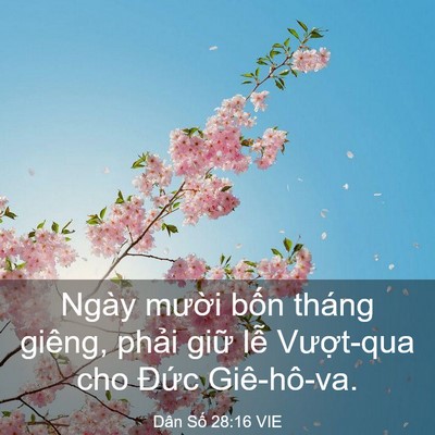 Picture 03 - Dân Số 28:16 VIE - Ngày mười bốn tháng giêng, phải giữ - Bible Verse Picture