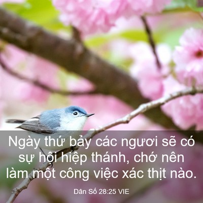 Picture 03 - Dân Số 28:25 VIE - Ngày thứ bảy các ngươi sẽ có sự - Bible Verse Picture