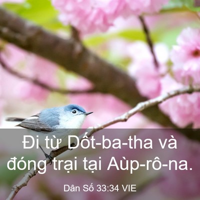 Picture 03 - Dân Số 33:34 VIE - Đi từ Dốt-ba-tha và đóng trại tại - Bible Verse Picture