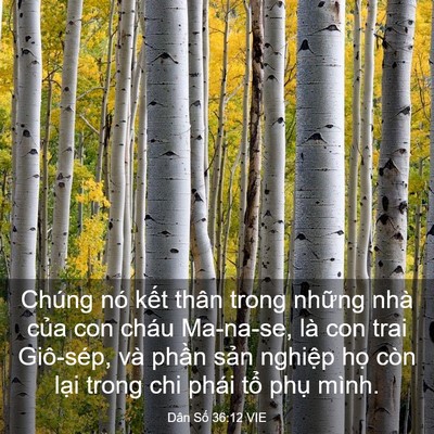 Picture 03 - Dân Số 36:12 VIE - Chúng nó kết thân trong những nhà của - Bible Verse Picture