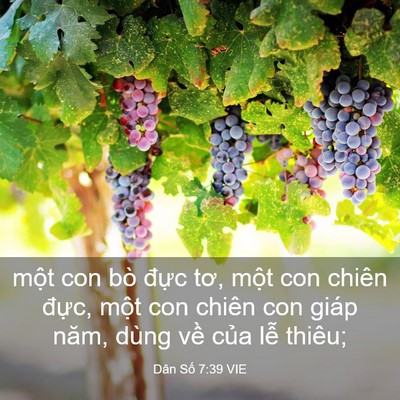 Picture 03 - Dân Số 7:39 VIE - một con bò đực tơ, một con chiên - Bible Verse Picture