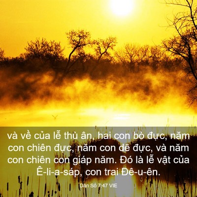 Picture 03 - Dân Số 7:47 VIE - và về của lễ thù ân, hai con bò đực, - Bible Verse Picture
