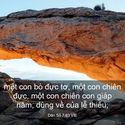 Picture 03 - Dân Số 7:63 VIE - một con bò đực tơ, một con chiên - Bible Verse Picture