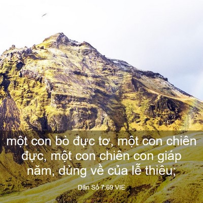 Picture 03 - Dân Số 7:69 VIE - một con bò đực tơ, một con chiên - Bible Verse Picture