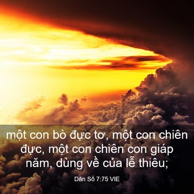 Picture 03 - Dân Số 7:75 VIE - một con bò đực tơ, một con chiên - Bible Verse Picture