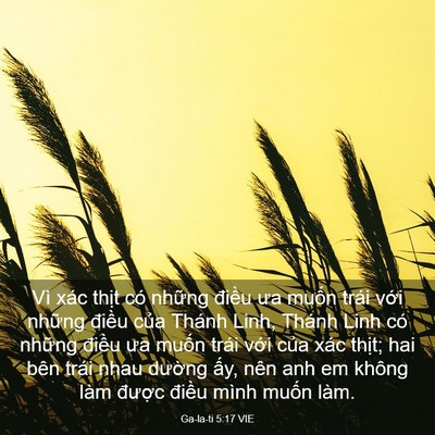 Picture 03 - Ga-la-ti 5:17 VIE - Vì xác thịt có những điều ưa muốn - Bible Verse Picture