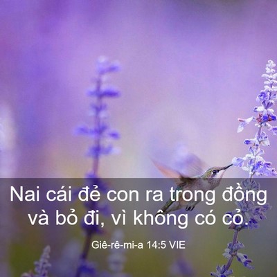 Picture 03 - Giê-rê-mi-a 14:5 VIE - Nai cái đẻ con ra trong đồng và bỏ đi, - Bible Verse Picture