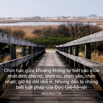 Picture 03 - Giê-rê-mi-a 8:7 VIE - Chim hạc giữa khoảng không tự biết - Bible Verse Picture