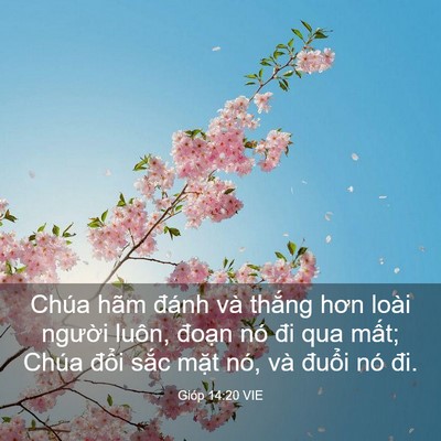 Picture 03 - Gióp 14:20 VIE - Chúa hãm đánh và thắng hơn loài người - Bible Verse Picture