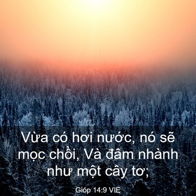 Picture 03 - Gióp 14:9 VIE - Vừa có hơi nước, nó sẽ mọc chồi, - Bible Verse Picture