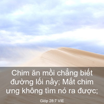 Picture 03 - Gióp 28:7 VIE - Chim ăn mồi chẳng biết đường lối - Bible Verse Picture