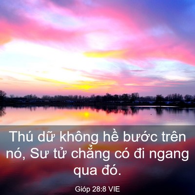 Picture 03 - Gióp 28:8 VIE - Thú dữ không hề bước trên nó, Sư tử - Bible Verse Picture