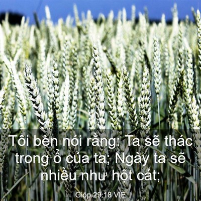 Picture 03 - Gióp 29:18 VIE - Tôi bèn nói rằng: Ta sẽ thác trong ổ - Bible Verse Picture